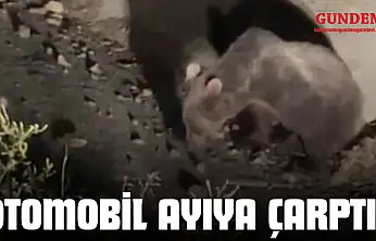 Otomobil Ayıya Çarptı! O Anlar Görüntülendi