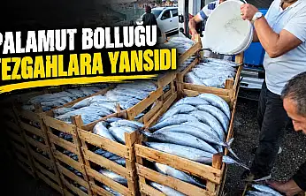 Palamut Bolluğu Tezgahlara Yansıdı