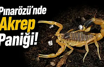 Pınarözü'nde Akrep Paniği!
