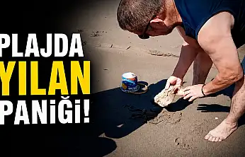 Plajda Yılan Paniği!