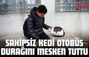 Sahipsiz Kedi Otobüs Durağını Mesken Tuttu