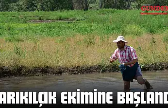 Sarıkılçık Ekimine Başlandı
