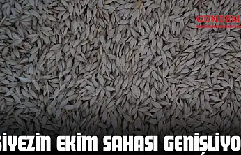 Siyezin Ekim Sahası Genişliyor