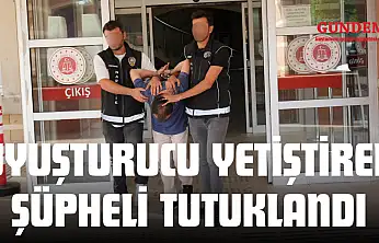Uyuşturucu Yetiştiren Şüpheli Tutuklandı