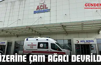 Üzerine Çam Ağacı Devrildi