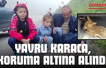 Yaralı Halde Bulunan Yavru Karaca, Koruma Altına Alındı