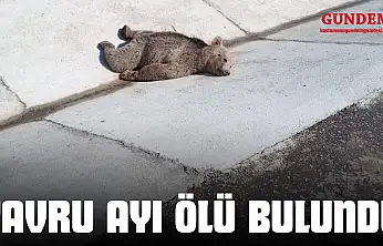 Yavru Ayı Ölü Bulundu