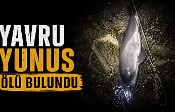 Yavru Yunus Ölü Bulundu