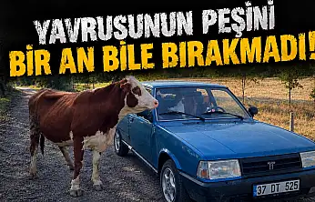 Yavrusunun Peşini Bir An Bile Bırakmadı!
