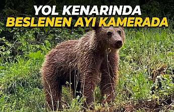 Yol Kenarında Beslenen Ayı Kamerada