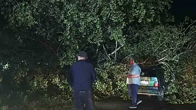Bartın'da şiddetli fırtına: ağaçlar Otomobillerin üzerine devrildi