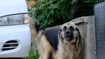 Cide'de Köpek Bırakanlara Sıkı Takip!