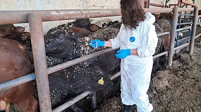 İthal Besilik Hayvanlar Kontrol Ediliyor