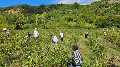 Aronya Hasadı Yapıldı