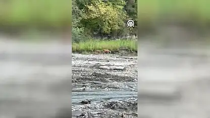 Karacalar Dere Kenarında Görüntülendi