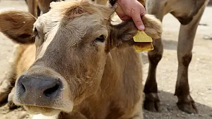 Sığır Küpelerinde Karekod Dönemi Başladı