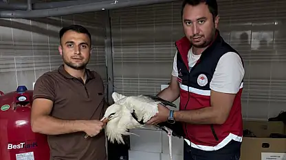 Yaralı Leylek Koruma Altına Alındı