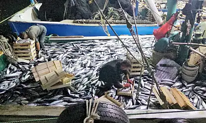 Karadeniz Açıklarında 3 Saatte 15 Bin Palamut!