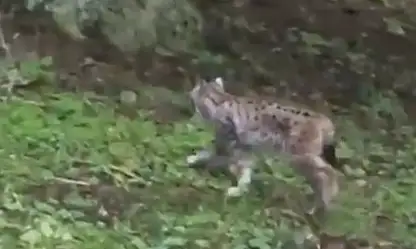 Kastamonu'da Vaşak Görüntülendi