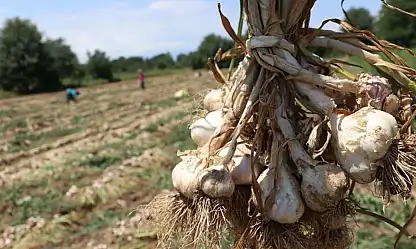 Taşköprü Sarımsağı Dünya Listesine Damga Vurdu