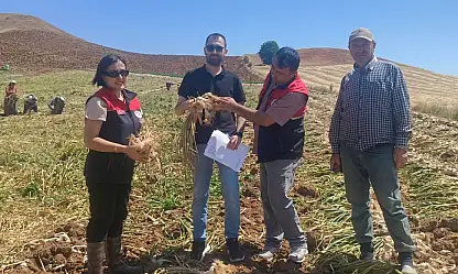 Taşköprü Sarımsağında Hasat Öncesi Denetim Yapıldı