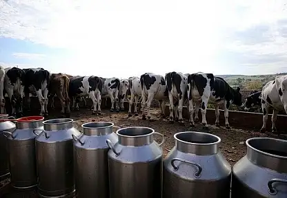 1 Milyon 21 Bin 399 Ton İnek Sütü Toplandı
