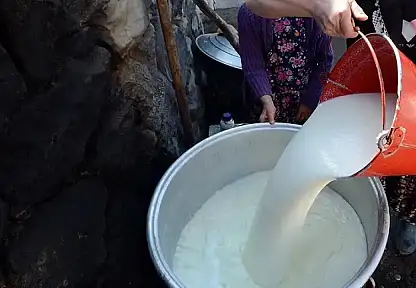 995 Bin 463 Ton İnek Sütü Toplandı