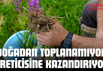 Doğadan Toplanamıyor, Üreticisine Kazandırıyor