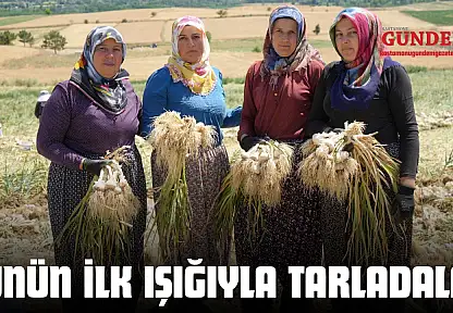 Günün İlk Işığıyla Tarladalar
