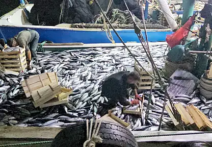Karadeniz Açıklarında 3 Saatte 15 Bin Palamut!