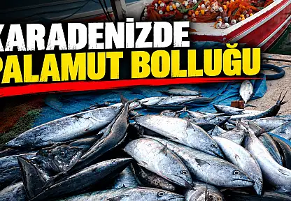 Karadenizde Palamut Bolluğu