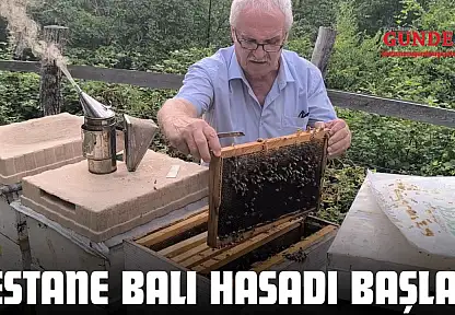 Kestane Balı Hasadı Başladı