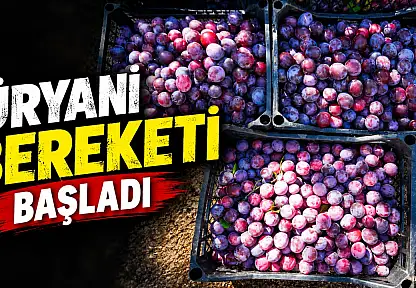 Kastamonu'da Üryani Bereketi Başladı