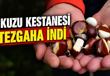 Kastamonu'da Kuzu Kestanesi Tezgaha İndi