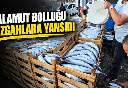 Palamut Bolluğu Tezgahlara Yansıdı