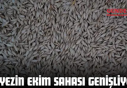 Siyezin Ekim Sahası Genişliyor