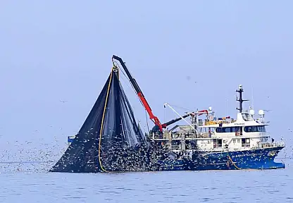 Su Ürünleri Üretimi Yüzde 11,1 Arttı