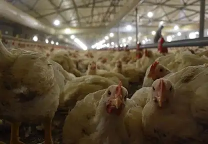 Tavuk Eti Üretimi 202 Bin 336 Ton Oldu