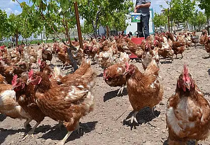 Tavuk Eti Üretimi 232 Bin 63 Ton Oldu