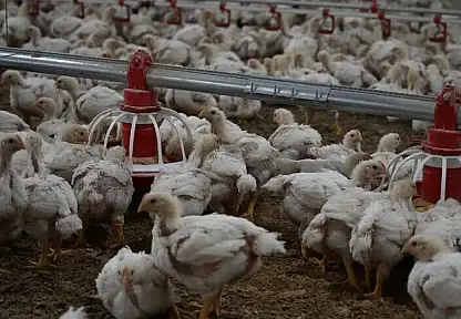 Tavuk Eti Üretimi 237 Bin 749 Ton Oldu
