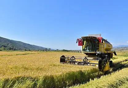 Tosya'nın Tescilli Lezzetinde Hasat Sürüyor