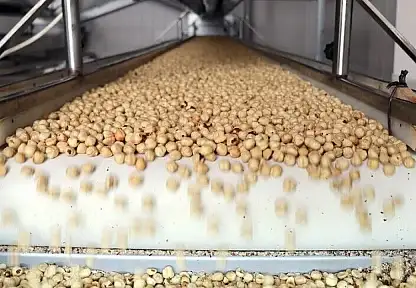 Türkiye'nin 9 Aylık Fındık İhracatı 1,9 Milyar Doları Aştı
