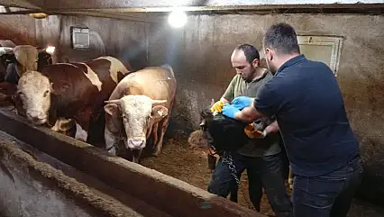 Brusella Aşılama Çalışmaları Sürüyor