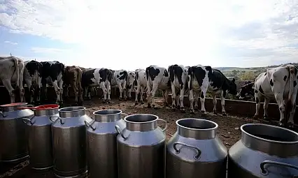 1 Milyon 21 Bin 399 Ton İnek Sütü Toplandı