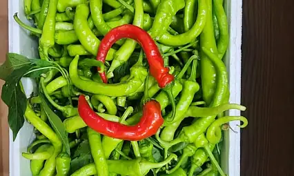 İnebolu Biberi Adana'da İlgi Odağı Oldu
