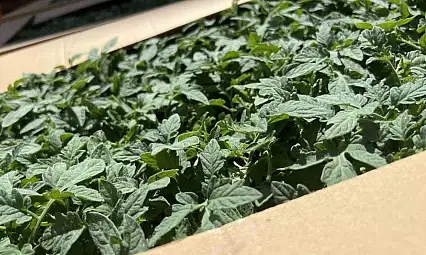 Karadeniz Ereğli'de Üreticilere Yüzde 75 Hibe Destekli Fidan Dağıtıldı