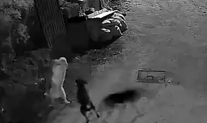 Kurtlar, İndikleri Köyde Köpeği Boğdu