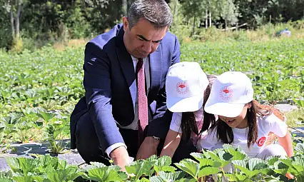 Öğrencilerle Çilek Toplama Etkinliği Gerçekleştirildi