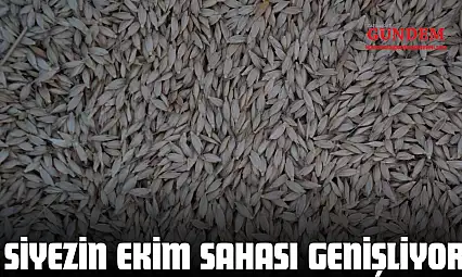 Siyezin Ekim Sahası Genişliyor