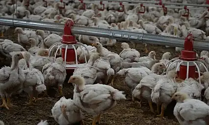 Tavuk Eti Üretimi 237 Bin 749 Ton Oldu